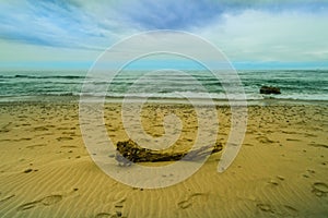 Large piece of drift wood on sandy beach