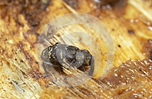 Large pine weevil, Hylobius abietis feeding on sap photo