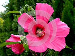 Closeup of large pink China rose or botanical name Hawaiian hibiscus