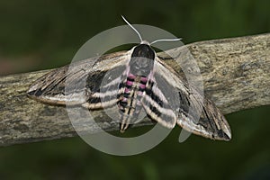 Closeup on the large Privet hawk-moth ,Sphinx pinastri sitting with open wings on a twig