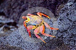 Closeup of a large Sally Lightfoot Crab Grapsus grapsus Galapagos Islands photo