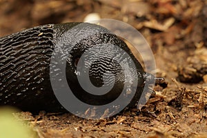 Closeup on a large slmiy, air-breathing ash-black land slug, Limax cinereoniger