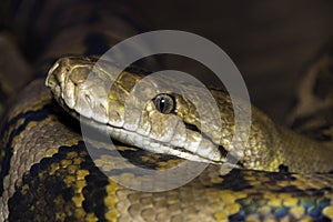 Closeup of large snake with detail of eye and mouth