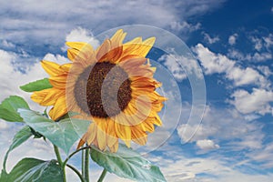 Closeup of large Sunflower against blue sky with fluffy clouds