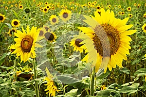 Closeup large sunflower plant in grass meadow in summer