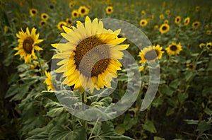 Closeup large sunflower plant in grass meadow in summer