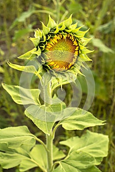 Closeup large sunflower plant partially closed in productive phase