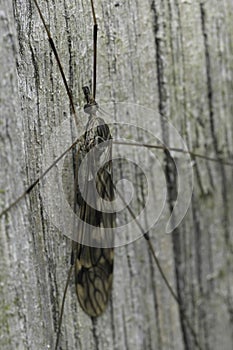 Closeup on a large Tipulid cranefly, Tipula rufina sitting on wood