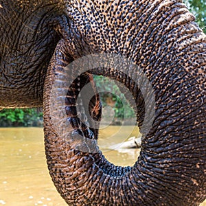 Closeup of a large trunk of an elephant. Thailand animals