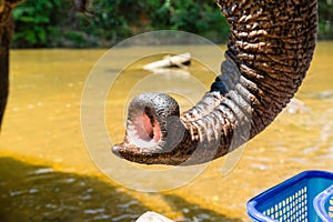 Closeup of a large trunk of an elephant. Thailand animals