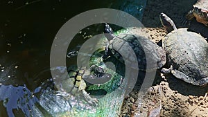 Closeup large water turtle climbs out from handmade green pond on gray sand