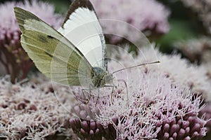 Closeup on the large white butterfly, Pieris brassicae sitting on a pink Hemp agrymony flower