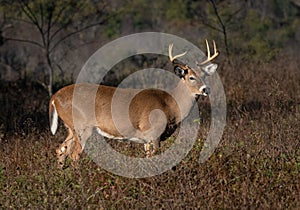 Closeup of a large whitetail buck