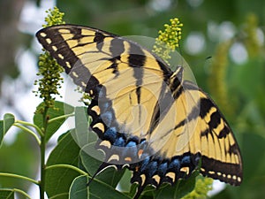 Closeup of a large Yellow Tiger Swallowtail Butterfly