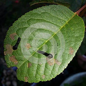 Closeup of the larva of a sawfly on a cherry leaf