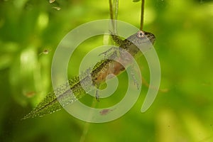 Closeup on a larvae Carpathian new, Lissotrtiton montandoni swimming