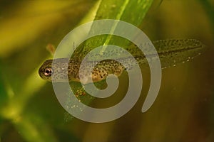 Closeup on a larvae Carpathian newt, Lissotriton montandoni