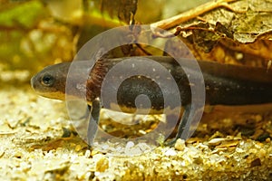 Closeup on a larvae of the Chinese firebellied newt, Cynops orientalis