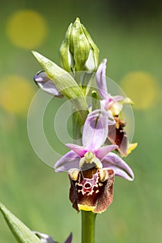Closeup of a late spider-orchid Ophrys fuciflora in Buis de Ferreyres Switzerland photo