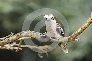 Closeup of a laughing kookaburra, Dacelo novaeguineae, kingfisher bird