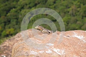 Closeup of a Lava Lizard Microlophus albemarlensis hiding behind rock, Brazil