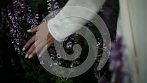 Closeup of Lavanda flowers