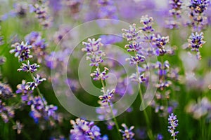 A closeup of a lavender field in bloom on a lavender farm in Moravia region, Czech Republic