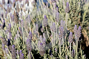 Closeup of lavender in the field. Lavandula stoechas.