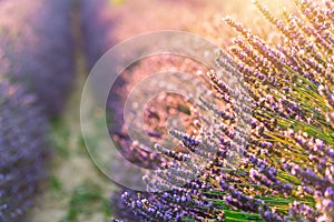 Closeup lavender field summer sunset landscape