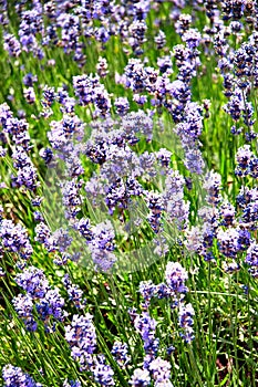 Closeup of A Lavender Flower Field