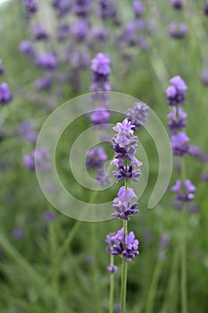 Closeup of lavender flower, shallow depht of field