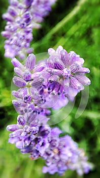 Closeup from a lavender flower with softfocus