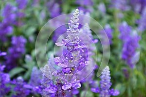 Closeup of Lavender Flowers Blooming in the Field