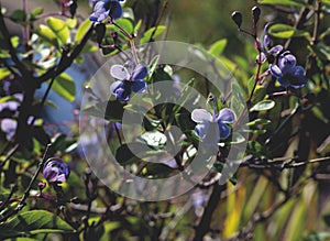 Closeup of the lavender flowers of Clerodendrum ugandense, Rotheca myricoides flowering plant