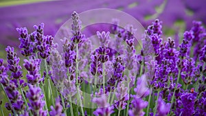 Closeup of lavender flowers field, blooming with fragrant violet