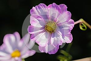 Closeup of Lavender and White Cosmos Flowers