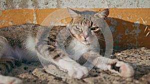 Closeup lazy cat basking sunshine on hot concrete surface. Animal enjoying sun