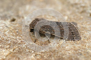 Closeup on the Lead-coloured Drab owlet moth Orthosia populeti sitting on a stone