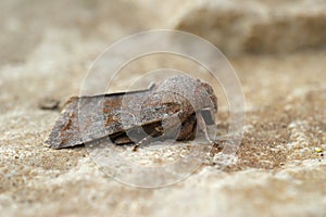 Closeup on the Lead-coloured Drab owlet moth Orthosia populeti sitting on a stone