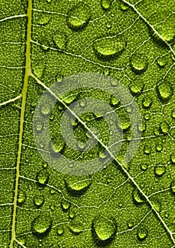 Closeup leaf photo