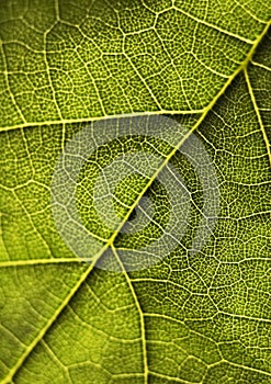 Closeup leaf
