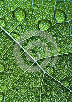 Closeup leaf photo