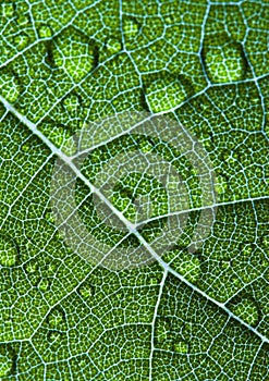Closeup leaf