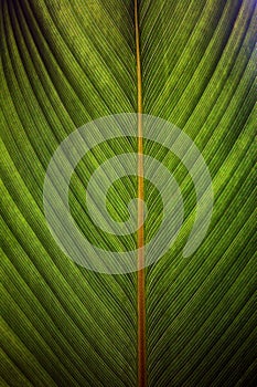 Closeup of a leaf