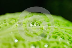 Closeup of leaf of cabbage with water drops macro abstract detail background