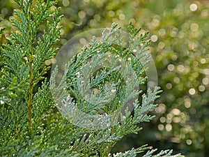 Closeup of the leaf of a cedar conifer, thuja. photo