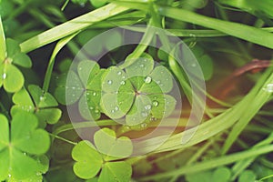 Closeup of Leaf clovers with Ice drops in the Cool Morning Day