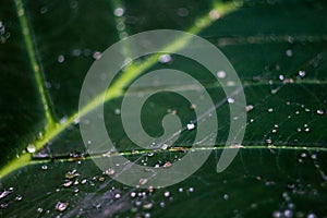 Closeup of leaf with convergent nervures leading to a leaf bud with water drops photo