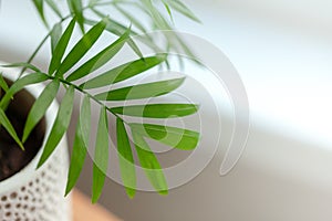 Closeup leaf decorative hamedorea palm in interior home. Concept of minimalism. Selective focus