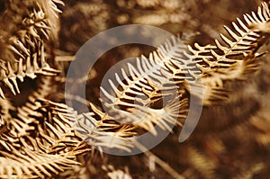 Closeup of a leaf of faded fern.